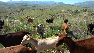 Goats in the Campo